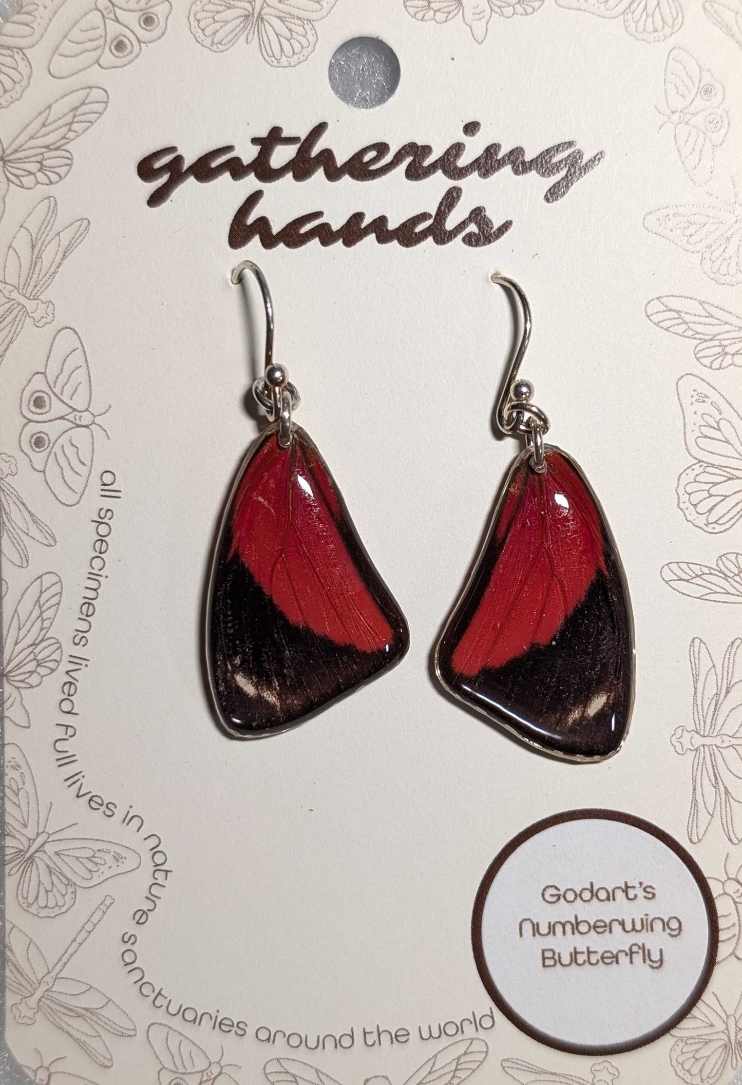 Godart's Numberwing Forewing Earrings