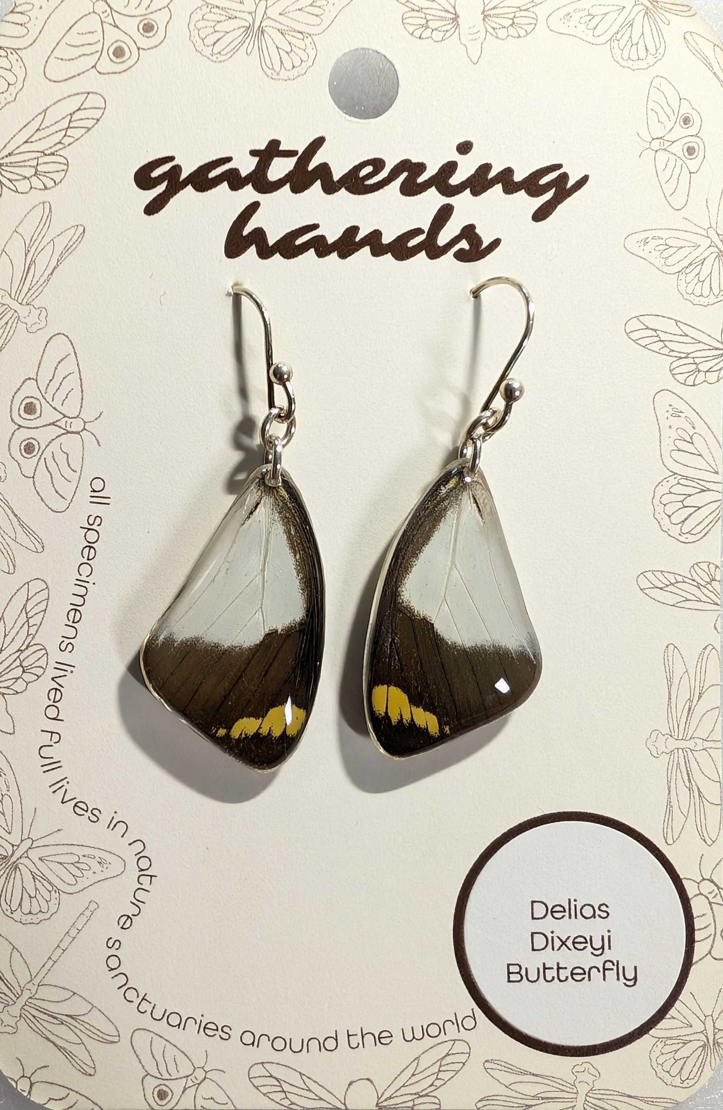 Delias Dixeyi Forewing Earrings