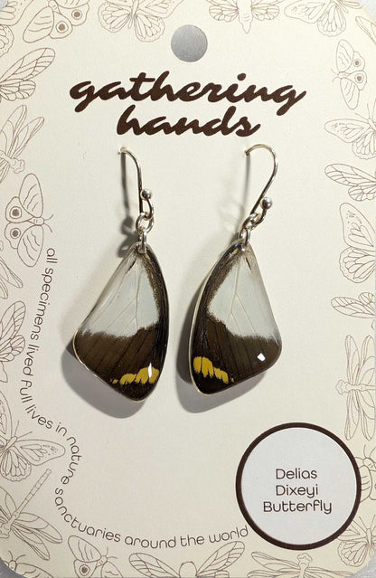 Delias Dixeyi Forewing Earrings