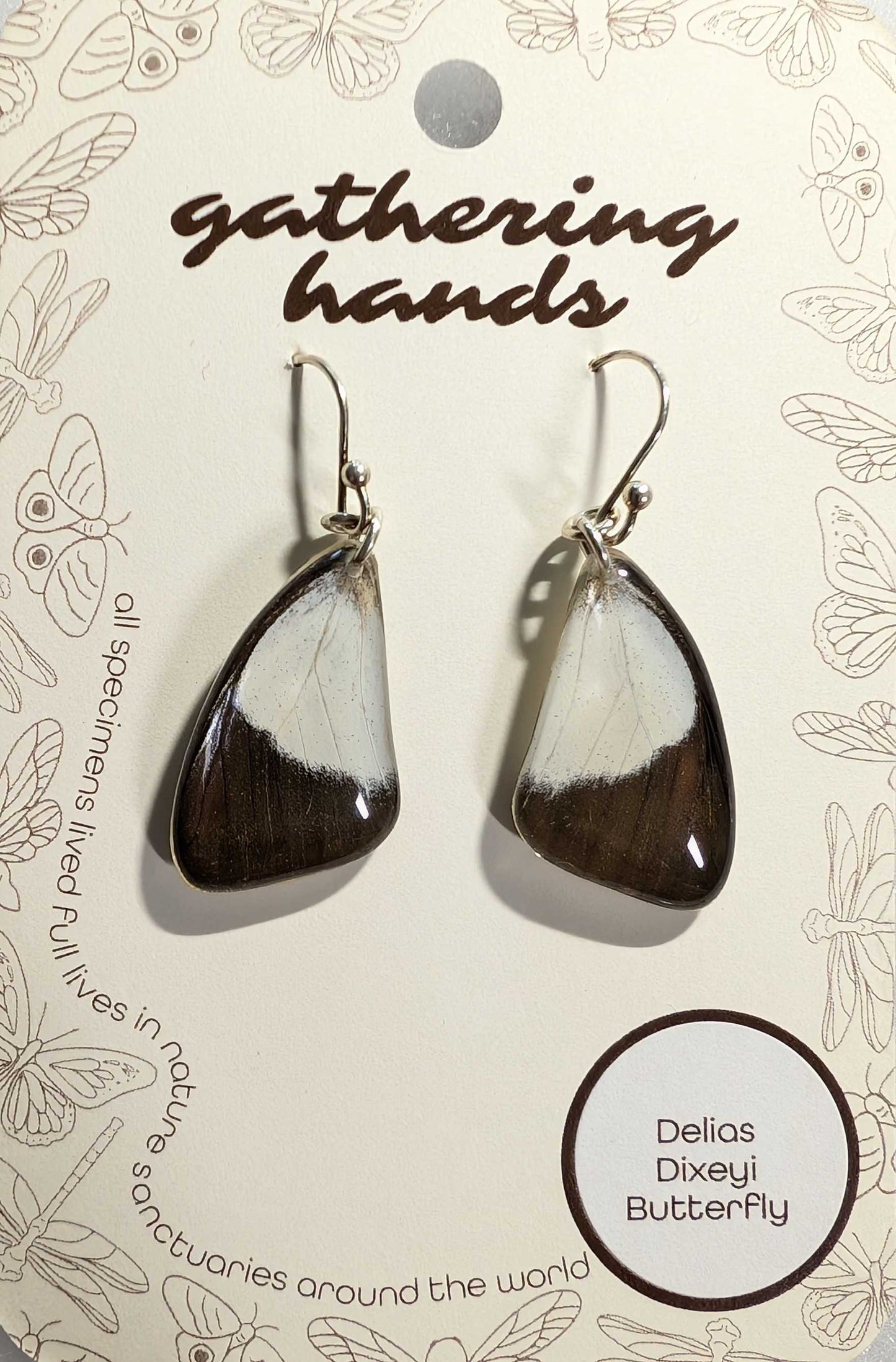 Delias Dixeyi Forewing Earrings