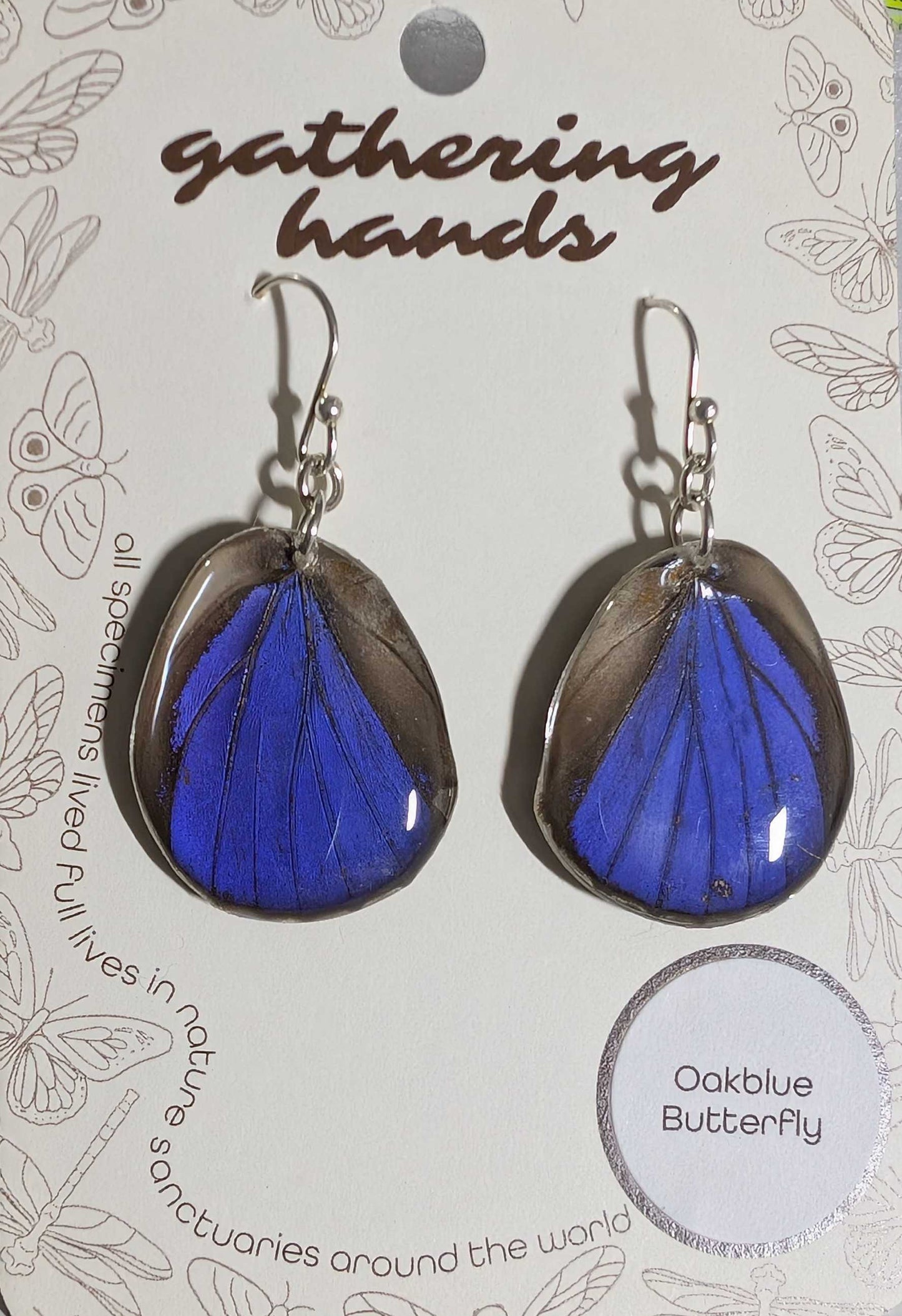 Oakblue Hindwing Earrings
