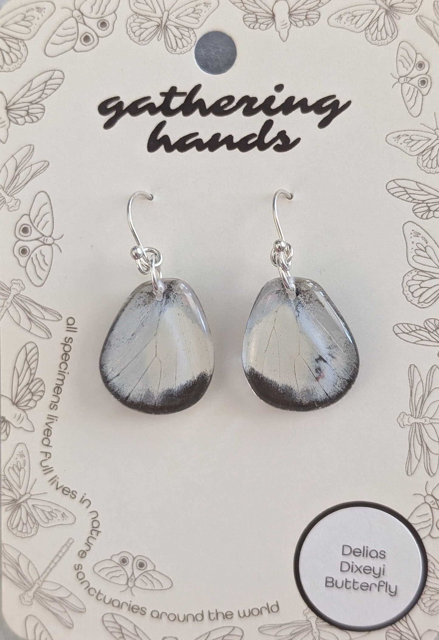 Delias Dixeyi Hindwing Earrings