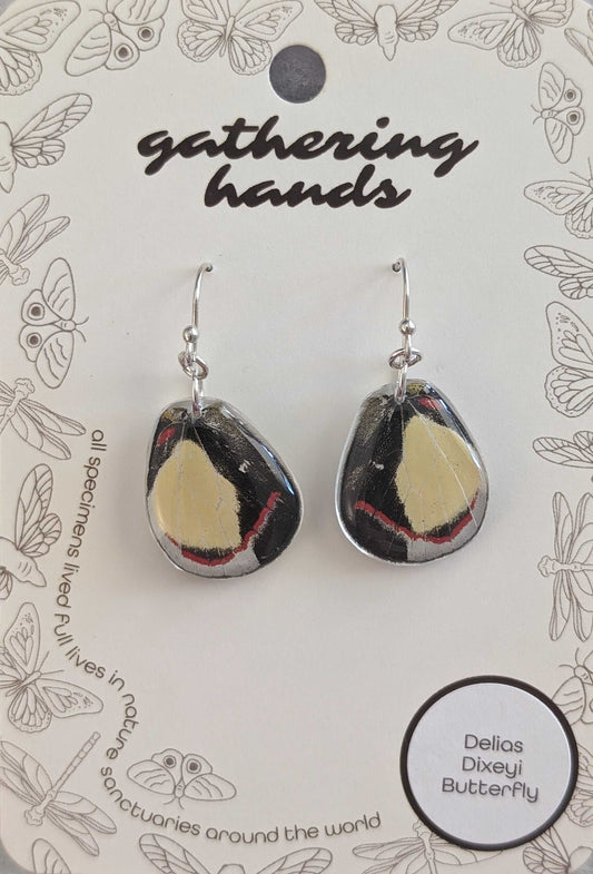 Delias Dixeyi Hindwing Earrings