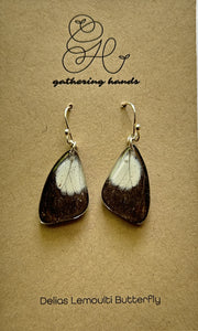 Delias Lemoulti Forewing Earrings