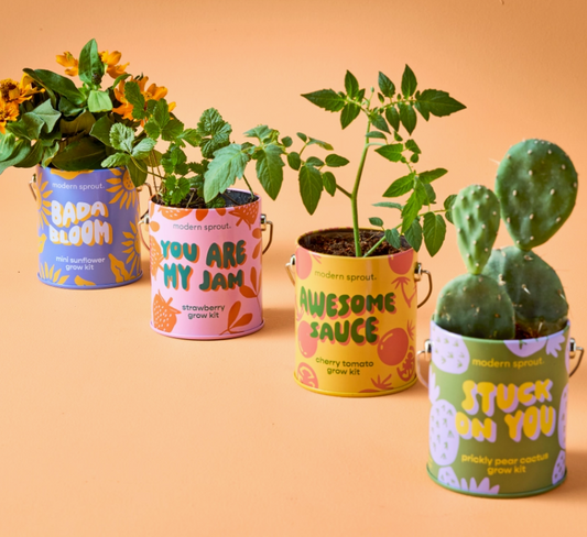 Windowsill Grow Kits