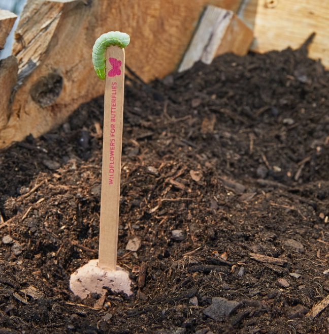 Pollinator Seed Pops