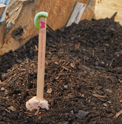 Pollinator Seed Pops