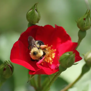 Bee Garden Wildflower Seed Packet